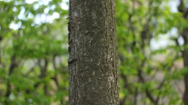 Ağaç gövdesi yakın. Sallanan yaprakların arkaplanı.