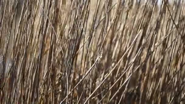 Kahverengi Dal Rüzgarda Sallanıyor — Stok video