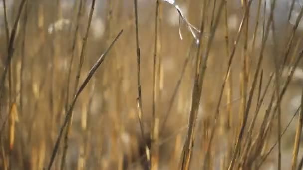 Den Bruna Grenen Svajar Vinden — Stockvideo