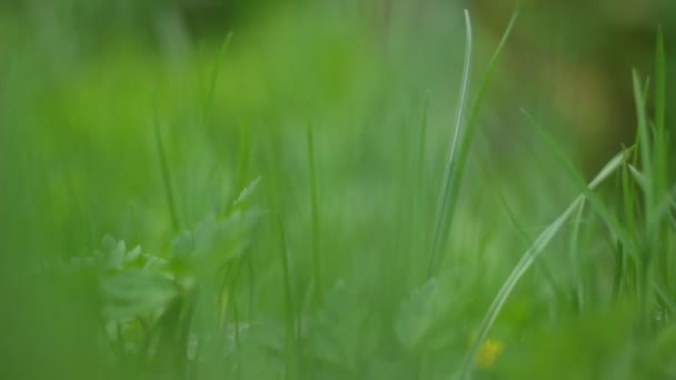 Текстура Зеленої Трави Крупним Планом — стокове відео