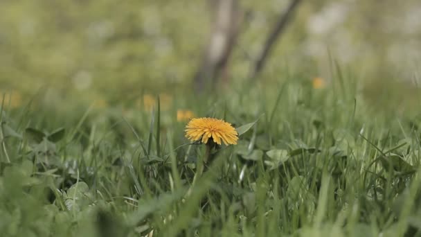 Gelber Löwenzahn Und Grünes Gras — Stockvideo