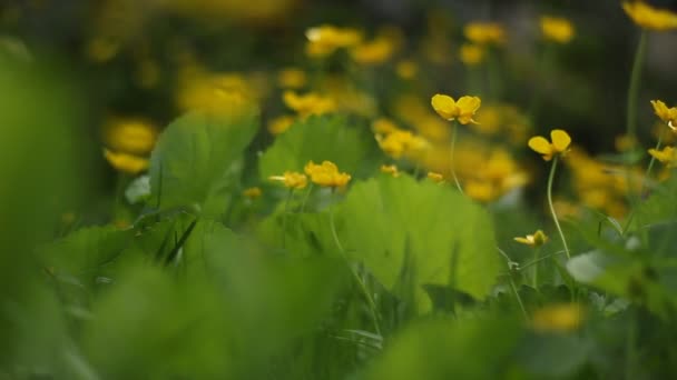 Celandine Houpe Větru Celandinově Žluté Květy Zelené Listy Přírodní Zázemí — Stock video