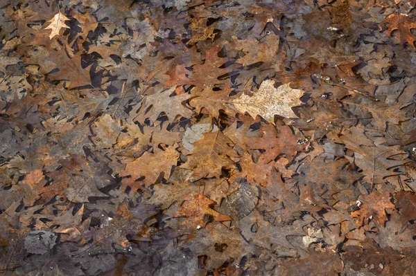 Осенние Листья Водой Красивый Фон — стоковое фото