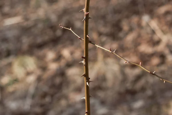 Gałęzie Cierniowe Zbliżenie Rośliny Kolczastej — Zdjęcie stockowe