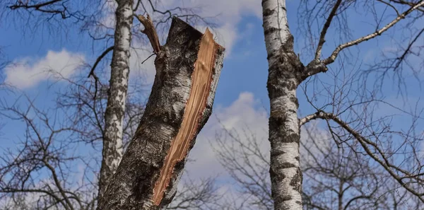 Ağaçların ve gökyüzünün arka planında huş ağacı gördüm..