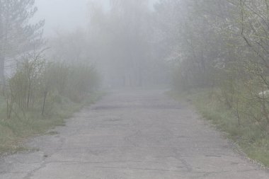 Asfalt yol sisli ağaçlarla dolu. Sisli arazi. 