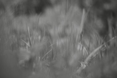 Beyaz ve gri çimen dokusu.