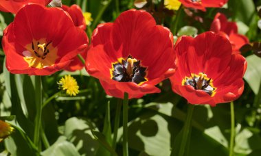 Kırmızı laleler yaklaşıyor. lalelerin arka planı.