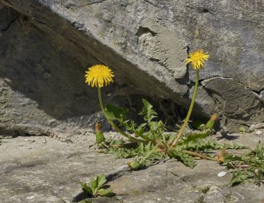 Sarı karahindiba çimento duvarında yetişir. Karahindiba filizlenir yolun ortasında.