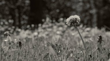 Çimenlerin üzerinde bir karahindiba. Arka plan gri ve gri çimenler ve bir karahindiba. Kara hindiba ve otların siyah beyaz fotoğrafı.