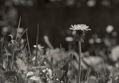 Çimenlerin üzerinde bir karahindiba. Arka plan gri ve gri çimenler ve bir karahindiba. Kara hindiba ve otların siyah beyaz fotoğrafı.