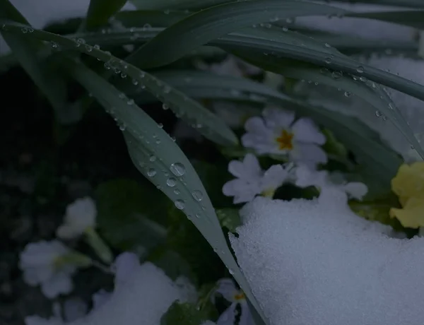 Śnieg Krople Trawę — Zdjęcie stockowe