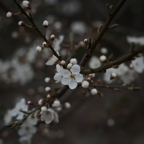 Bílé Květy Větvích Stromu Jarní Kvetoucí Pozadí Kvetení Bílého Jara — Stock fotografie