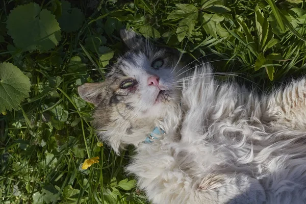 Gato Focinho Divertido Gato Está Deitado Relva — Fotografia de Stock