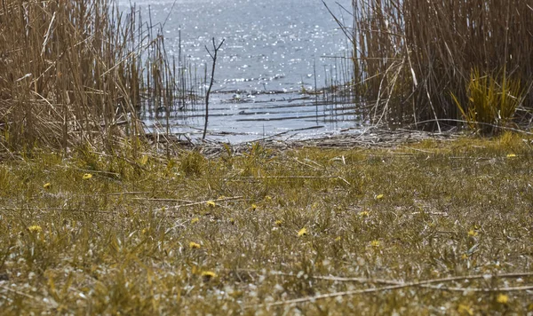 Λίμνη Ακτή Νερό Και Γρασίδι — Φωτογραφία Αρχείου