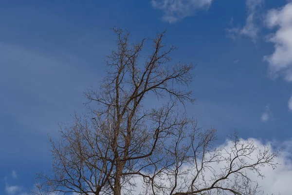 Bladloze Boomtakken Achtergrond Van Blauwe Lucht Witte Wolken — Stockfoto