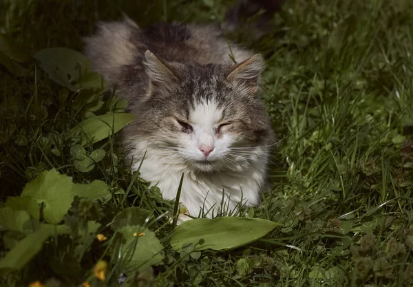 Relaxes Sleeps Grass — стоковое фото