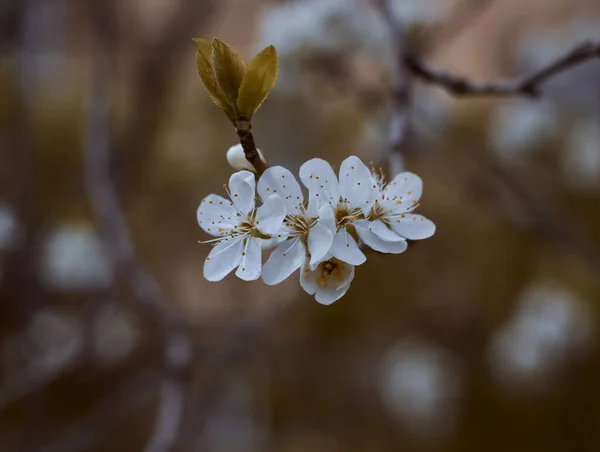 Białe Kwiaty Gałęziach Drzewa Wiosenne Tło Biała Wiosna Kwitnie Skupienie — Zdjęcie stockowe