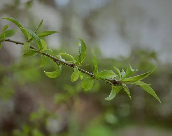 Planta Verde Perto Floração Primavera — Fotografia de Stock