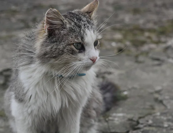 Concentrazione Selettiva Bello Muso Gatto Vicino — Foto Stock