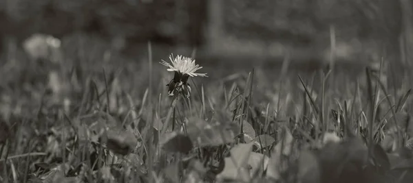 草を背景に1つのタンポポ 背景灰色と灰色の草と1つのタンポポ タンポポと草の黒と白の写真 — ストック写真