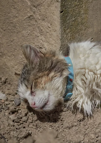 Focinho Gato Sonolento Perto — Fotografia de Stock