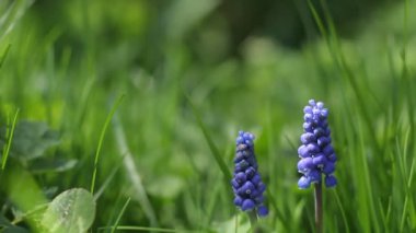 Muscari armeniacum, muscari çiçekleri. Yılın ilkbaharı.