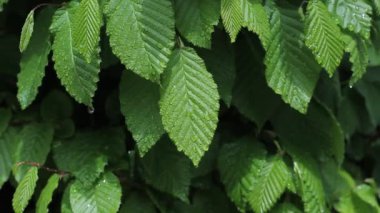 Carpinus betulus ve yağmur damlaları. Ortak boynuz demeti yeşil yapraklar yağmur damlalarıyla kaplı.