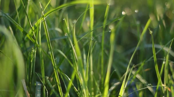 Tau Auf Dem Gras Morgentau Tropfen Auf Grünem Gras Aus — Stockvideo