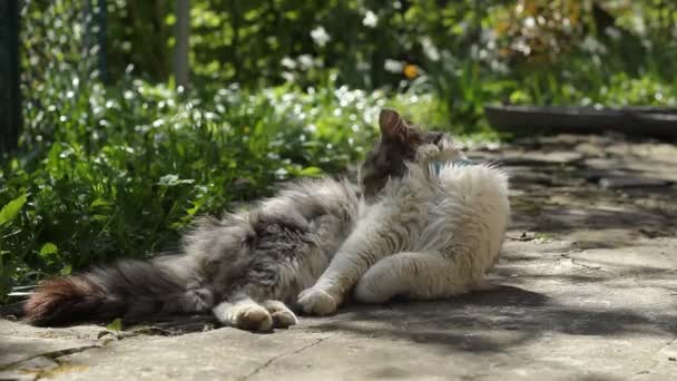 Kat Ligt Straat Kat Verkreukelt Met Zijn Poten — Stockvideo