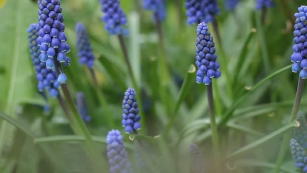 ムスカリのアルメニア ムスカリの花 春の時期 — ストック動画