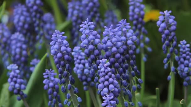 Muscari Armeniacum Flores Muscari Primavera Época Del Año — Vídeo de stock