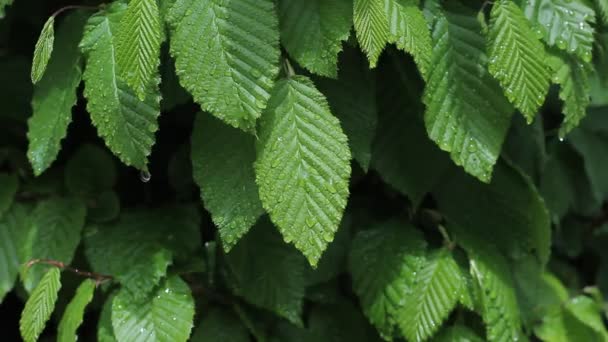 Carpinus Betulus Und Regentropfen Ommon Hainbuchen Grüne Blätter Die Von — Stockvideo