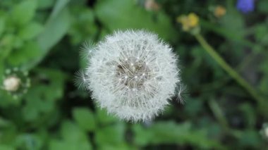 Rüzgarda savrulan yeşil bir çayırda karahindiba. Yazın tüylü beyaz karahindiba.