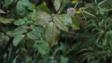 Gül yapraklarının üzerine yağmur damlaları. Gül yaprağına yağmur damlası.