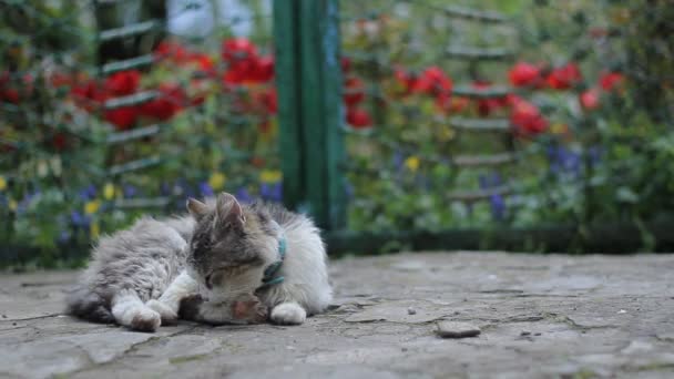 Кіт Лежить Вулиці Кіт Розсипається Лапами — стокове відео