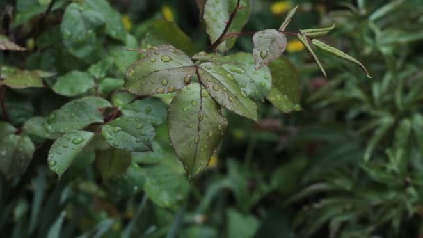Σταγόνες Βροχής Στα Ροδοπέταλα Σταγόνες Βροχής Φύλλα Τριαντάφυλλου — Αρχείο Βίντεο