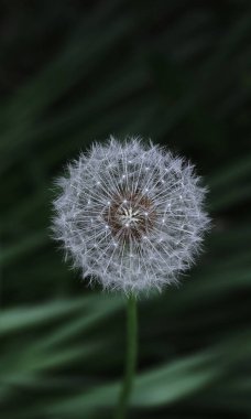 Bir karahindiba yaklaş. Çimen yeşili arka planda.