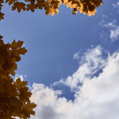 Sarı ve turuncu yapraklar mavi gökyüzü ve beyaz bulutlar. Turuncu ve sarı akçaağaç yaprakları. 