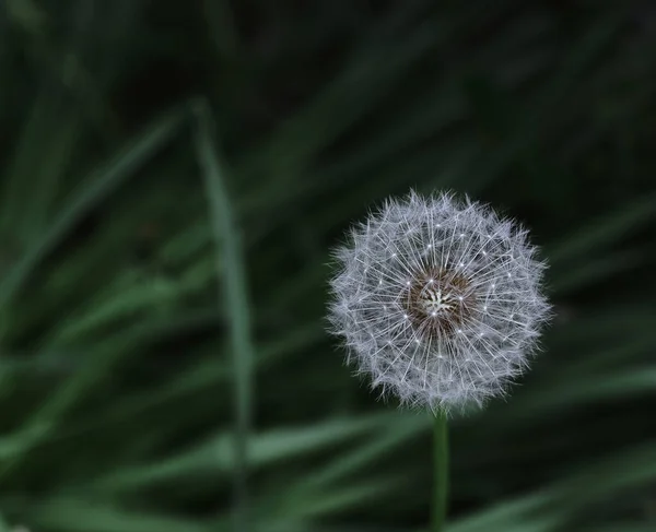 Een Paardebloem Van Dichtbij Een Grasgroene Achtergrond — Stockfoto