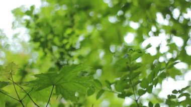 Yeşil yapraklar rüzgardan hareket eder. Yeşil yaprakların arkaplanı.