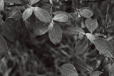 Damlalı gri yapraklar. Siyah ve beyaz yapraklar arka plan.