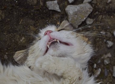 Uyuyan bir kedinin komik burnu..