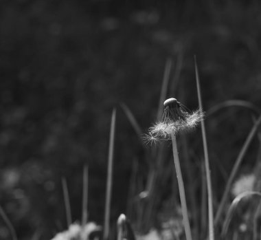 Keşfedilmemiş karahindiba yakın çekim. Seçici odak.