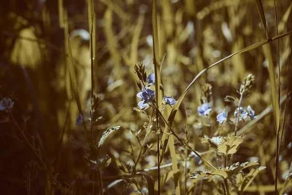 Lindas Flores Azuis Entre Grama Azul Delicado Flores Silvestres Veronica — Fotografia de Stock