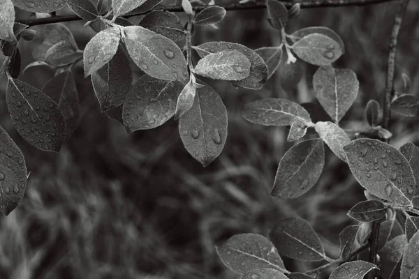 Gray leaves with drops. Black and white leaves background.