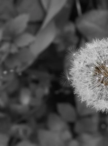 Diente León Cerca Blanco Negro — Foto de Stock