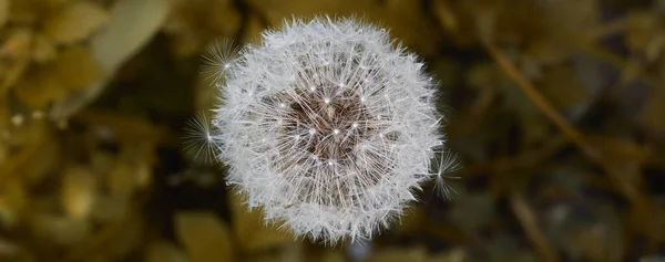 Bir Karahindiba Yaklaş Çimen Arka Planda — Stok fotoğraf