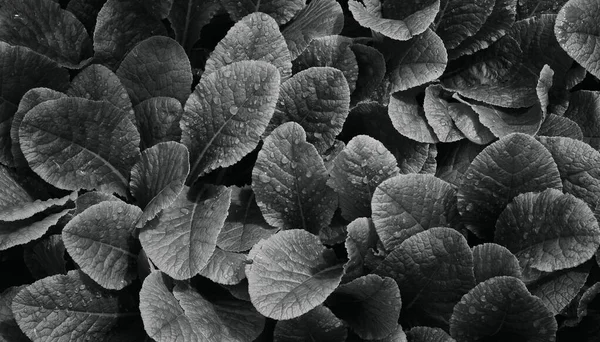 Gray leaves with drops. Black and white leaves background.