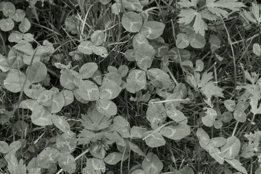 Siyah beyaz yonca arkaplanı.